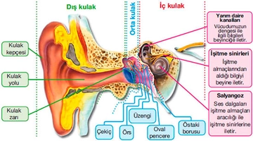 Kulak Nedir? Kulak Görevleri ve Faydaları Nelerdir?